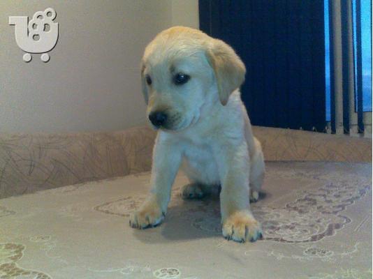 Kαλή τιμή!!!.Πουλάω όμορφα κουτάβια ράτσα LABRADOR RETRIEVER- Λαμπραντορ Ριτριβερ – 250 eu...